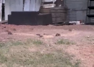 فيديو: الجرذان تغزو مدينة يافا والأهالي يشتكون ويطالبون بحلول ! 